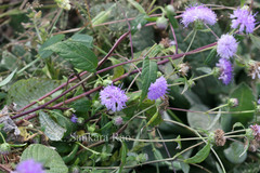 Phyllocephalum scabridum